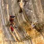 [Dave Gill filming George Ullrich on Anabolica 8a, at Campi Qui Puigui, Siurana, Spain, 4 kb]