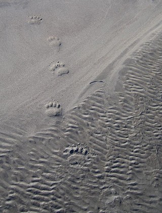 Bear prints in the sand...  © Gethin  Thomas