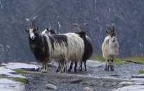 Goats on the pig track, snowdon horseshoe