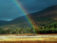 At the end of the rainbow...lies a bonnie tree in Glen Feshie.
