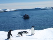 Adelies and Zodiac
Commonwealth Bay Antarctica