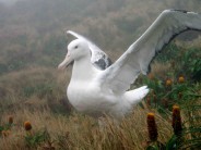 Albatross Wings
Campbell Island