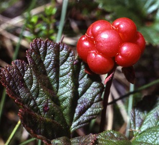 Cloudberry / Rubus chamaemorus  © streapadair