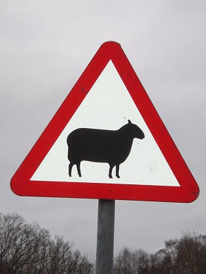 Sheep sign 2  © Ed Bellthorpe