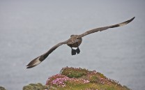 Skua having just missed me heads off for another run