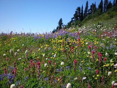 Flowers meadows at Paradise, Mt Rainier,USA  © Tig Smith