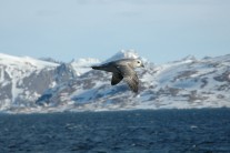 Fulmer over Kongsfjorden, Svalbard