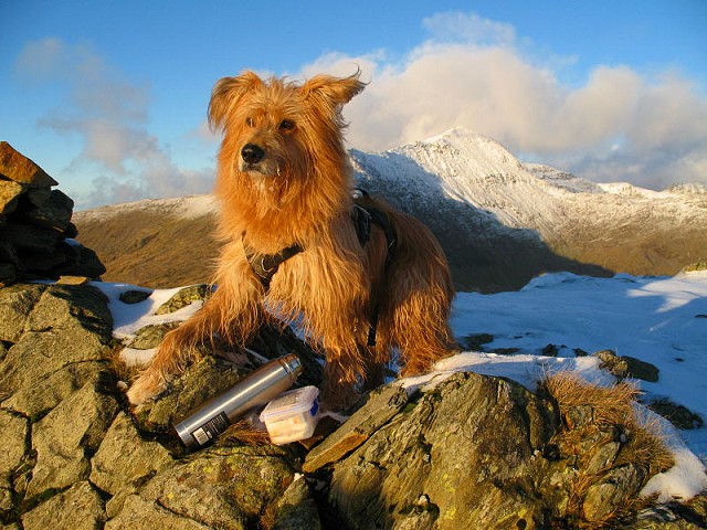 A well-behaved dog! Photo by the late David Hooper, longstanding friend of UKC  © David Hooper