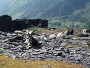 Billy Goats relaxing in the slate quarries