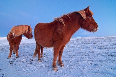 Icelandic Horses, Blonduos, North Iceland  © ice-wind
