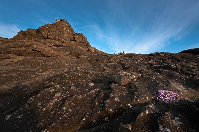 Moss Campion, Hengill central volcano, South Iceland  © martin-s