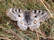 Apollo moth in Gran Paradiso National Park