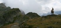Alps Nature