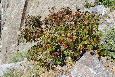 Poison Ivy in the Black Canyon  © UKC Articles