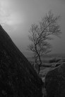 Tree in Storm, Brimham Rocks