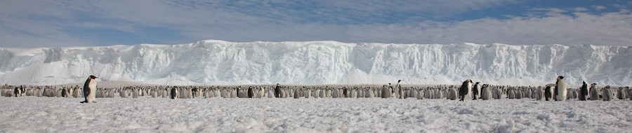 Penquin Colony of Windy Bay  © British Antarctic Survey