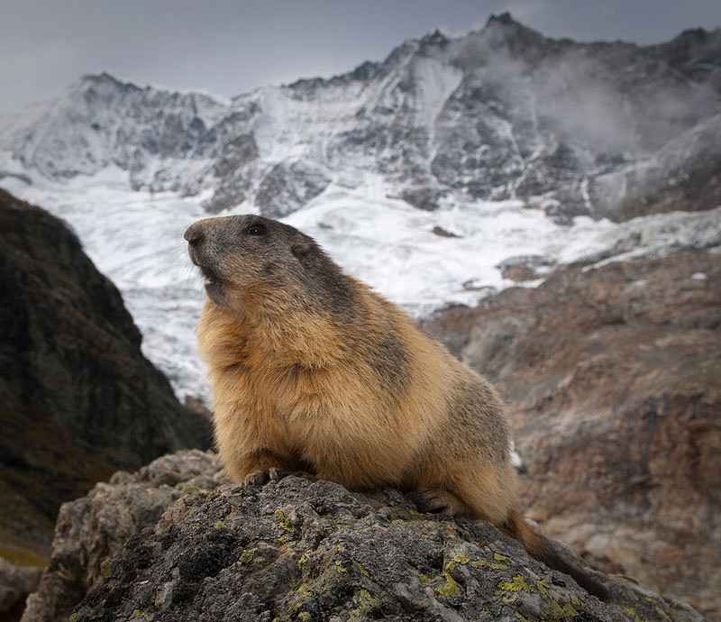 An Alpine Marmot high above the Saas-Fee valley with the Taschhorn 4490m behind