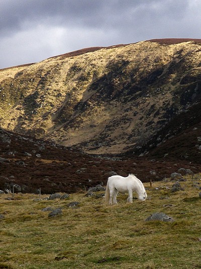 Horse on Craggan Hill Lochnagar  © geomac