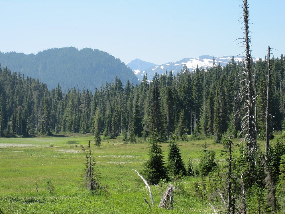 meadows,Forbidden Plateau,Mount Washington,Vanouver Island,BC  © Tig Smith