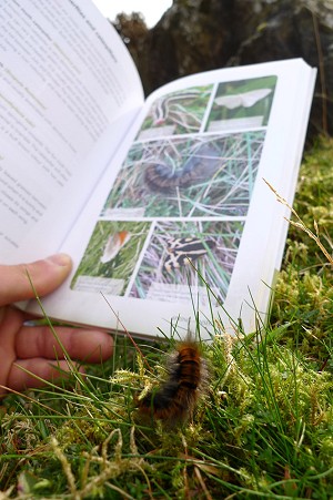 Identifying a Fox Moth Caterpillar  © UKC Gear