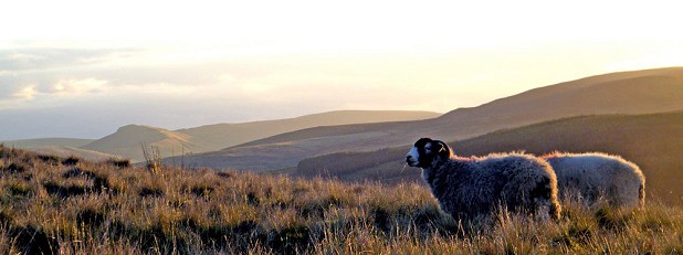 A sheep admiring the Peaks  © goli