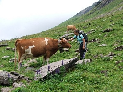 Swiss Cow, so relaxed!
Schwarzhorn, Swizterland  © Rudi B