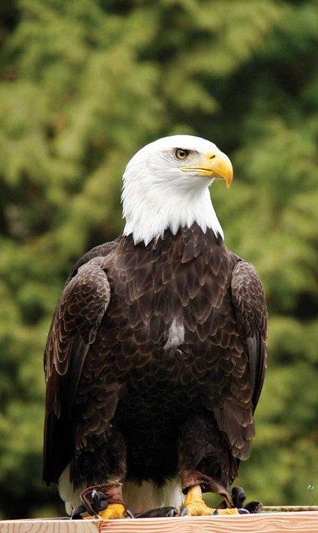 Brackendale, about 5 minutes north of Squamish, is the bald eagle capital of North America.   © Marc Bourdon