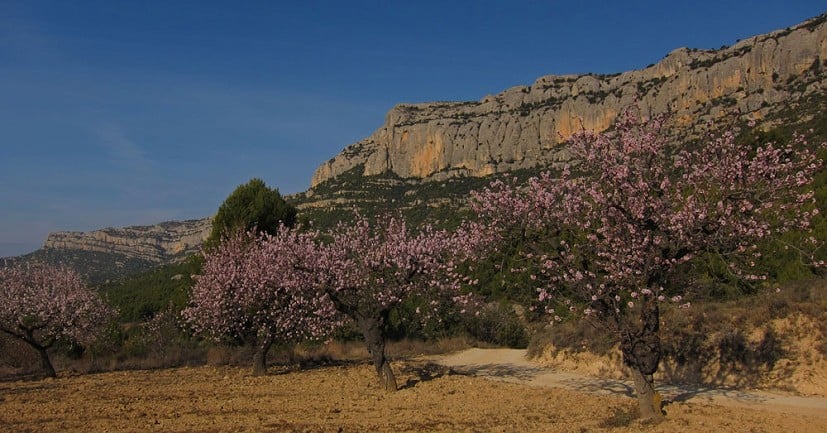 The beautiful scenery around Morera de Montsant, with the almond trees in full blossom and the never-ending crags of Montsant b  © Alasdair Kennedy