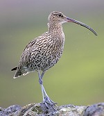 Curlew  © Whitfield Benson & Yorkshire Dales National Park Authority