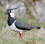 Lapwing  © Whitfield Benson & Yorkshire Dales National Park Authority