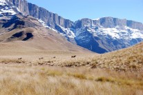 Drakensberg mountains not far from Injisuthi camp.