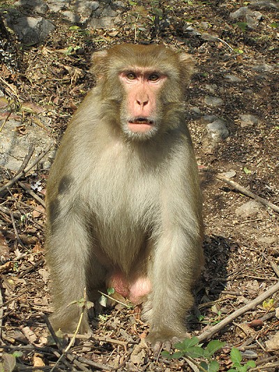 The puzzled monkey himself  © John Arran