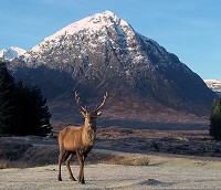 Stag at the Kings house Glen Coe.  © Colin Edwards