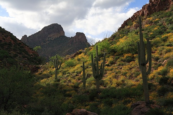 Sguaro in the Superstition Mountains  © Dan Bailey