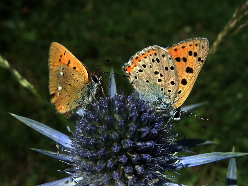 Butterflies on Pyrenean Sea Holly  © PMA