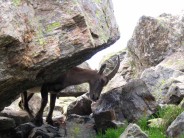 Chamois on the Aiguilles Rouge