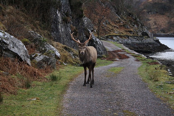 Stag on Road  © Dan Bailey