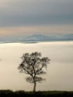 Blencathra and a tree
