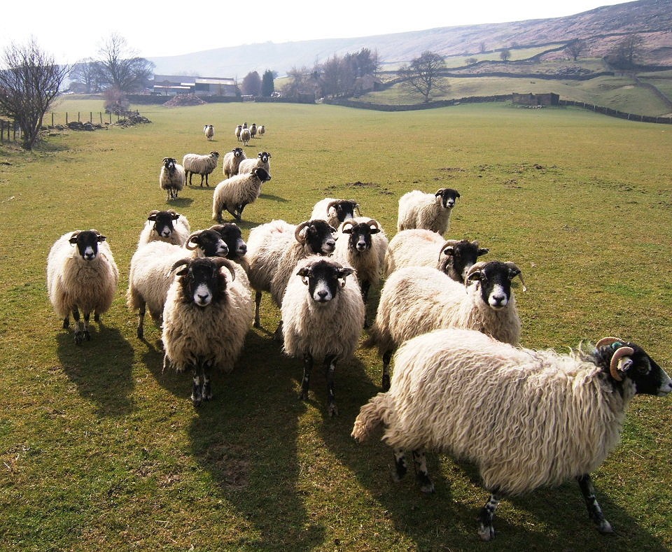 Sheep flock in Westerdale  © North York Moors National Park