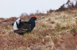 Black Grouse  © Forestry Commission Scotland