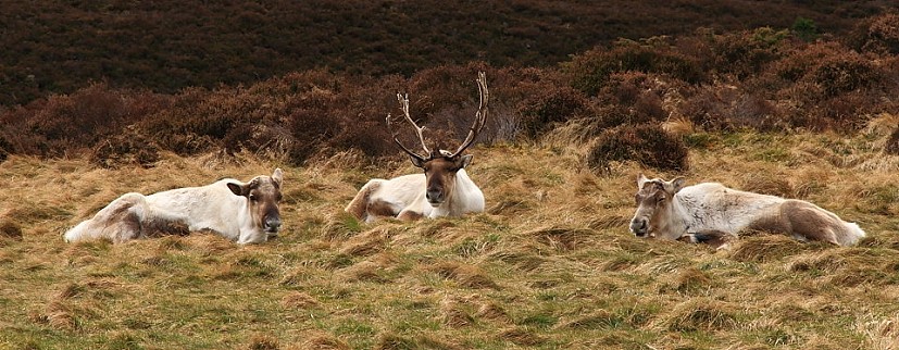 Reindeer near Ryvoan  © Dan Bailey - UKHillwalking.com