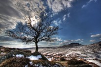 Lonely Tree at Burbage South
