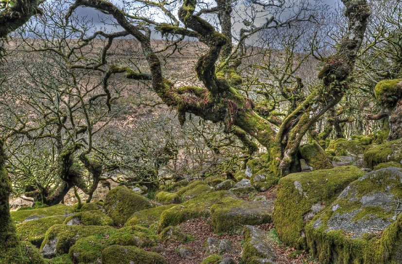 In Wistmans Wood, Dartmoor.  © Peter Bailey