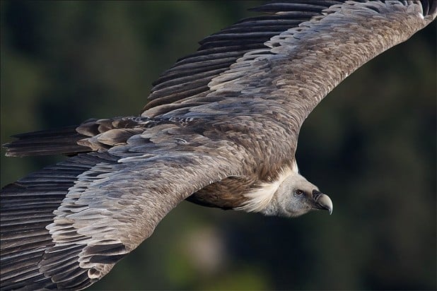 Griffon Vulture  © Paul Bennett