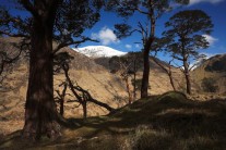 Ben Nevis and the Water Slide from among the ancient Scots Pines above Glen Nevis.