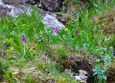 Early Purple Orchid and Roseroot near the path, Devil's Kitchen.  © David Dear