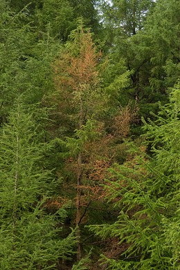 Japanese larch tree killed by Phytophthora ramorum  © BBNPA