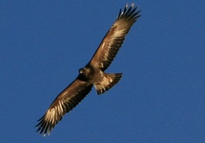 Eagle over Glen Pean, photo: JermyB 2009  © Jermy B