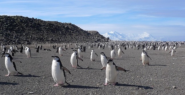 Penguins and Livingston Island  © Dave Smith