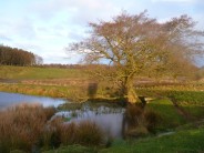 Tree and Pond, Shaftoe
